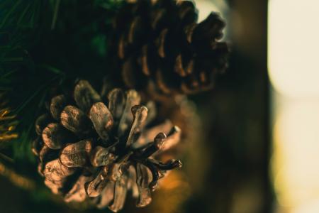 Selective Photo of Pinecone