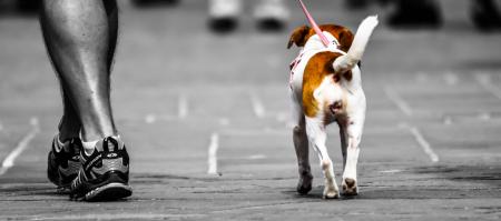 Selective Photography Of Person Walking A Dog