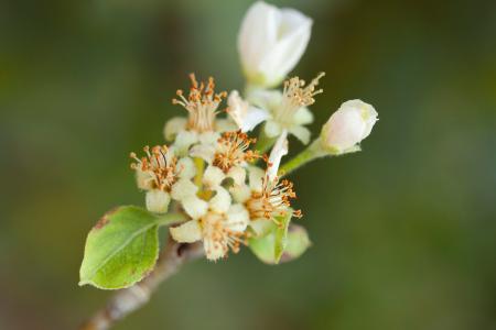 Selective Photography of White Flower