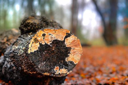 Selective Photography of Wooden Log