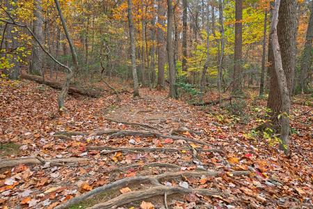 Seneca Fall Forest Trail - HDR