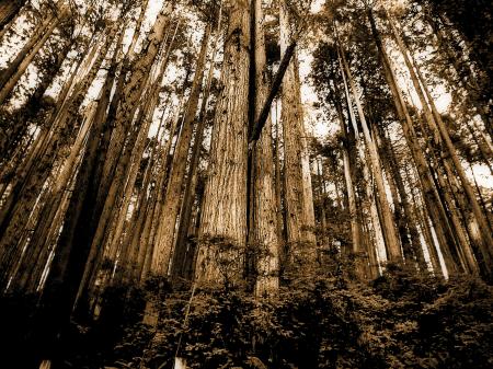 Sepia Photo of Forest