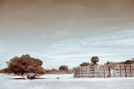 Sepia Photograph of Trees and Hay