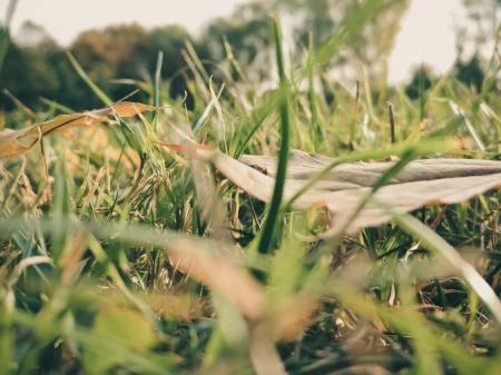 Sepia Photography of Grass during Daytime