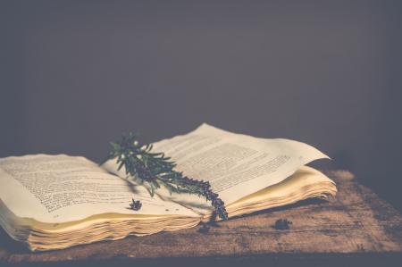 Sepia Photography of Green Plant on Top of Open Book