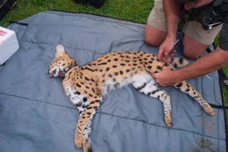 Two Servals