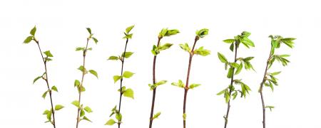 Set of Green Shrubs on White