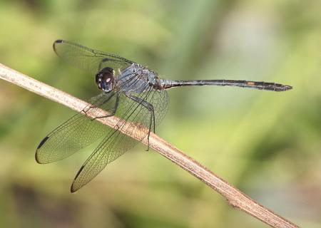 SETWING, BLACK (Dythemis nigrescens) (11-6-13) the butterfly center, mission, tx