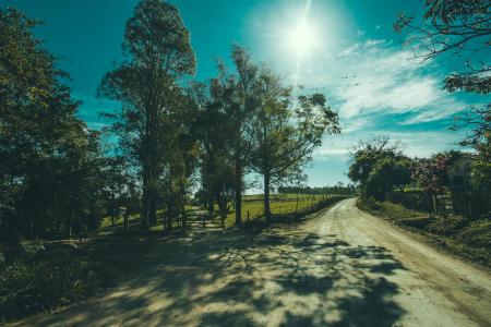 Shadows of Tree on Road