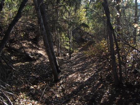 Shady Forest Path