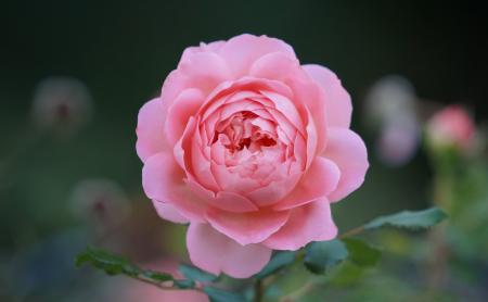 Shallow Depth of Field Photo of Pink Rose Flower