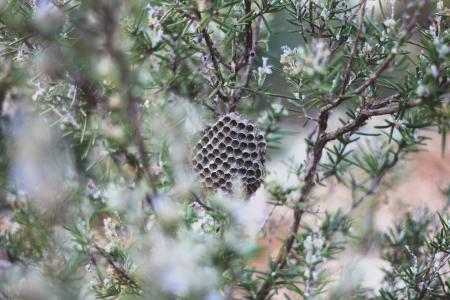 Shallow Focus of Brown Bee Hive on a Tree