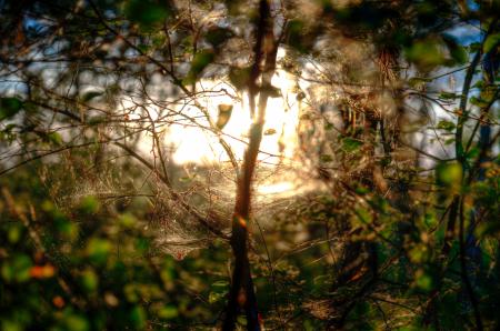 Shallow Focus of Green and Brown Plants With Brown Light Photo