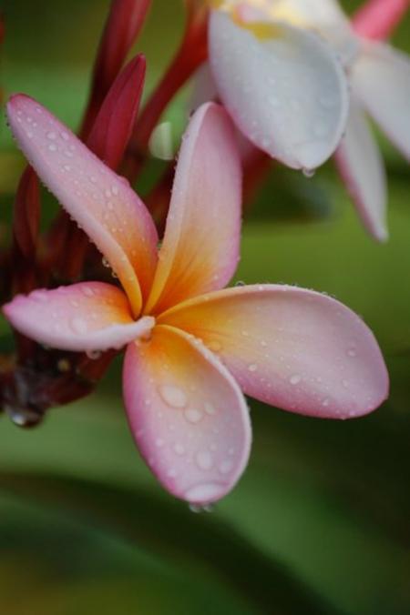 Shallow Focus of Pink Flower