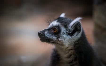 Shallow Focus of White and Black Animal