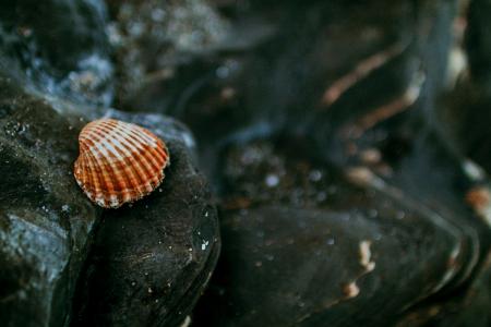 Shallow Focus of White and Brown Shell