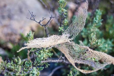 Shallow Focus of White Lace on Green Plant