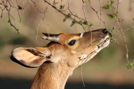 Shallow Focus Photo of Brown Reindeer