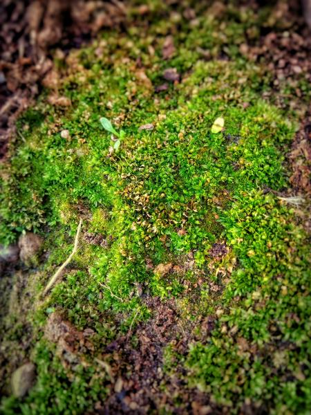 Shallow Focus Photo of Green Moss