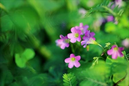 Shallow Focus Photo of Pink Petaled Flowers