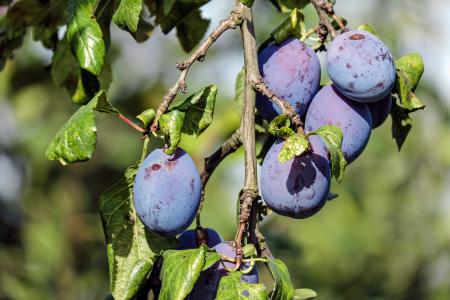 Shallow Focus Photograph Purple Round Fruit