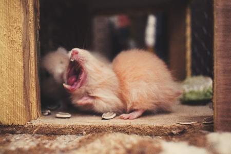 Shallow Focus Photography of Beige Mice