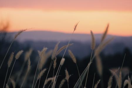 Shallow Focus Photography of Beige Plants during Orange Sunset