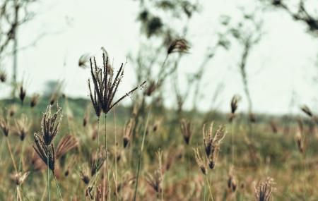 Shallow Focus Photography of Brown Plants