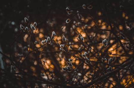 Shallow Focus Photography of Gray Plants