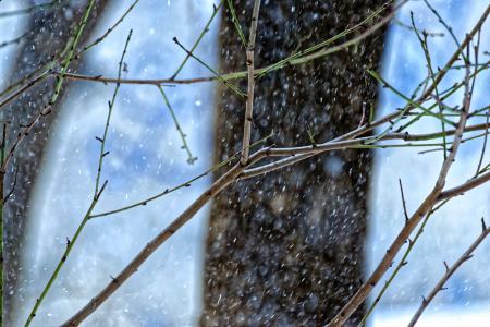 Shallow Focus Photography of Green and Brown Tree Branches