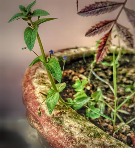 Shallow Focus Photography of Green Leaves Plant