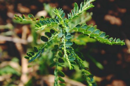 Shallow Focus Photography of Green Plant