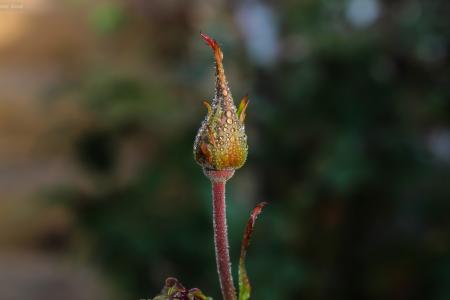 Shallow Focus Photography of Multicolored Flower
