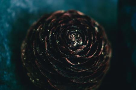 Shallow Focus Photography of Pine Cone