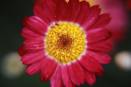 Shallow Focus Photography of Pink Flower