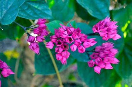 Shallow Focus Photography of Pink Flowers