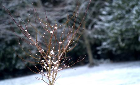 Shallow Focus Photography of Tree Covered with Snow