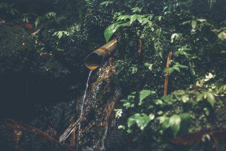 Shallow Focus Photography of Water Drop Surrounded by Plants