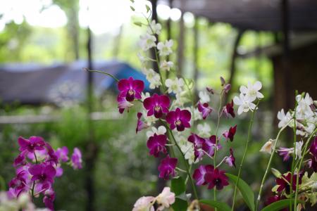 Shallow Focus Photography of White and Pink Flowers