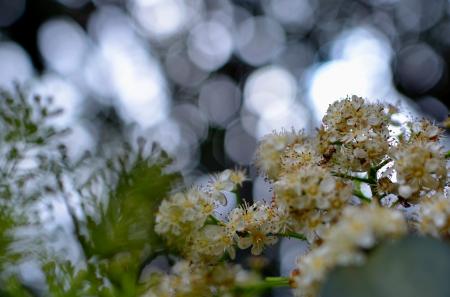 Shallow Focus Photography of Yellow and White Flower