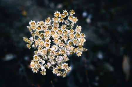 Shallow Focus Photography of Yellow Flowers