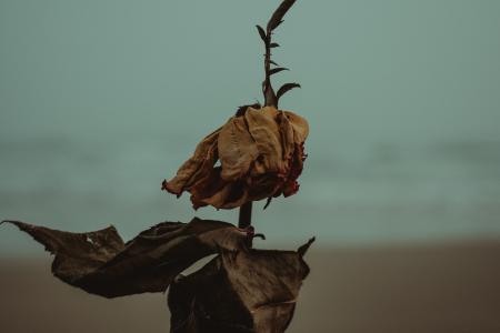 Shallow Photography of Dried Leaves