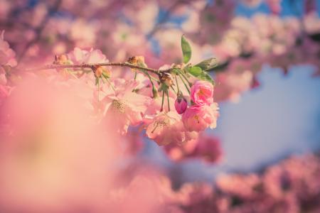 Shallow Photography of Pink Flower