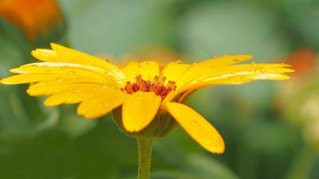 Shallow Photography of Yellow Petaled Flowers