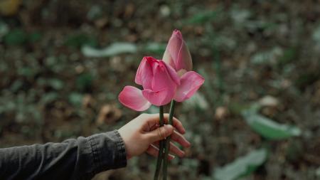 Shallow Photography on Pink Flowers