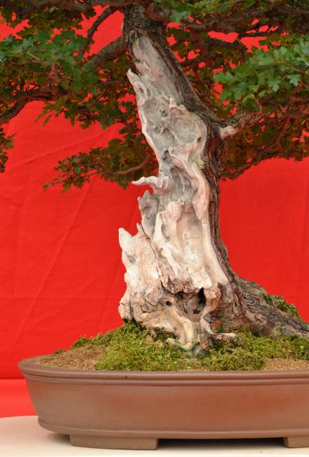 Shari on bonsai tree