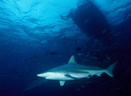 Shark in the Ocean