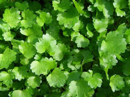 Sharp Buttercup