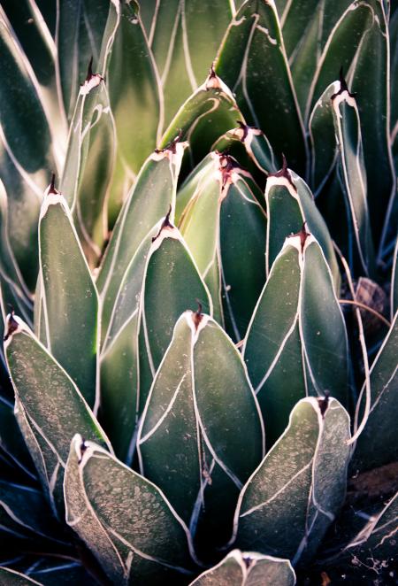 Sharp pointed agave cactus