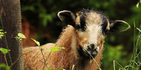 Sheep Closeup